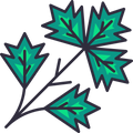 icon of a bunch of herbs

icon from flaticon.com